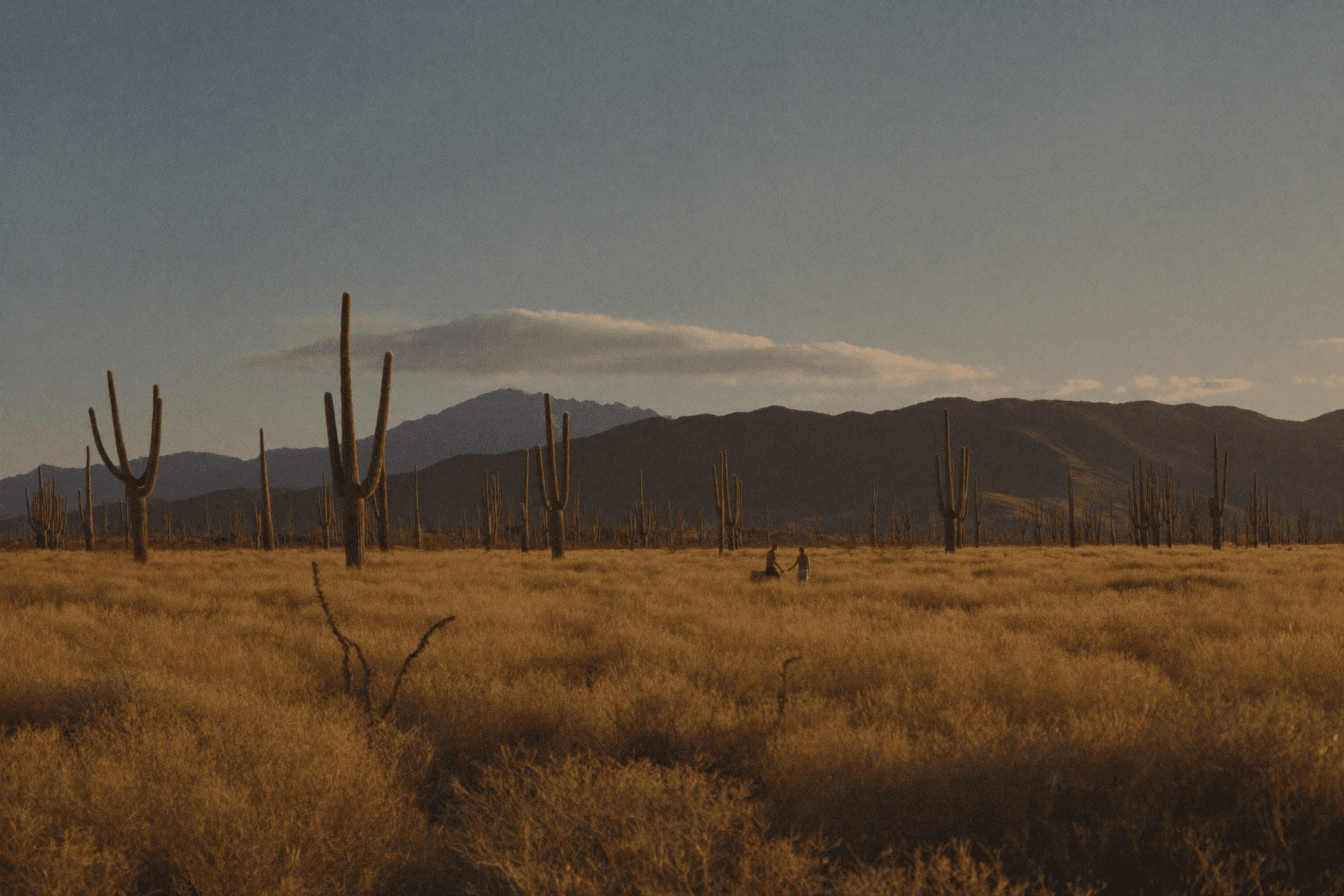 The Baja Desert & El Arco