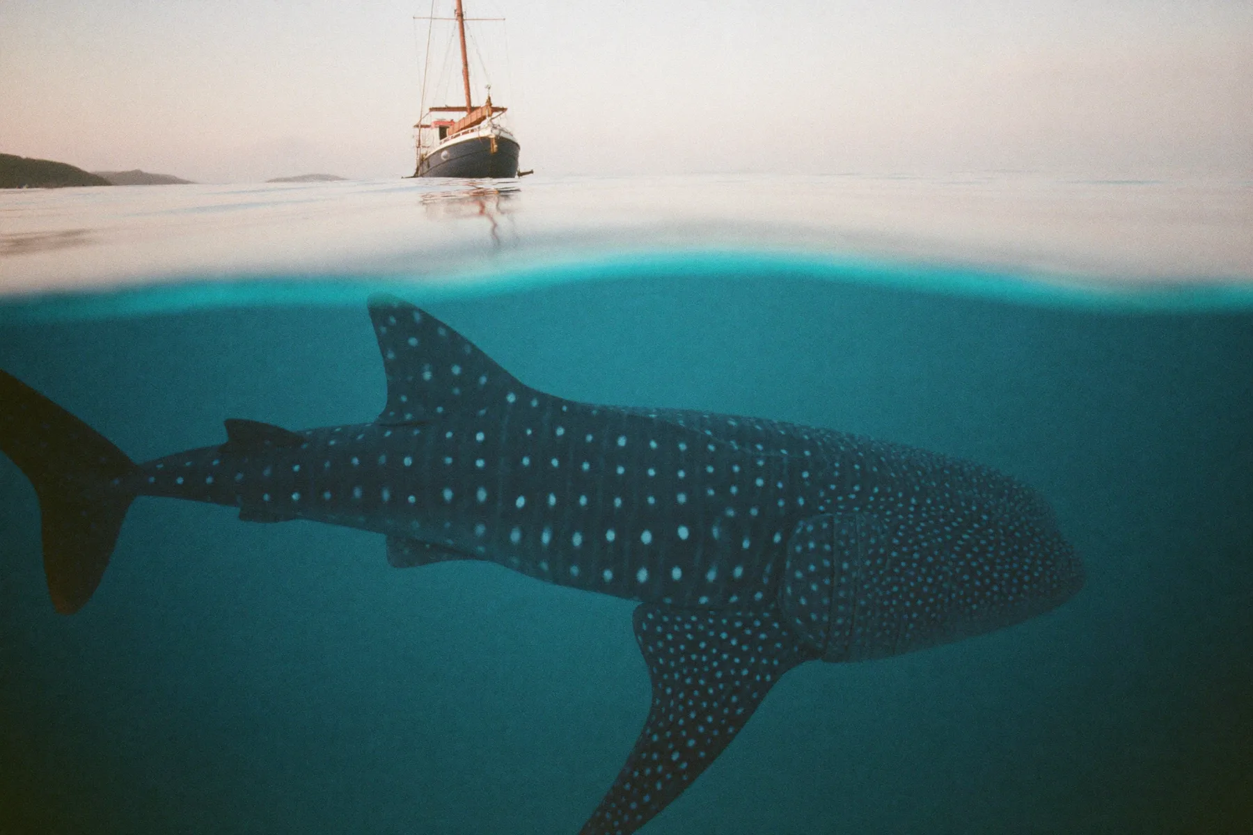 The Whale-Shark Waters